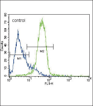 GATA4 Antibody