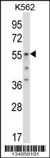 ODC1 Antibody