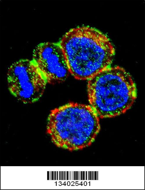 BIRC3 Antibody