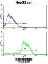 CDH4 Antibody