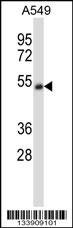 CHRNA5 Antibody