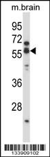 CHRNA5 Antibody