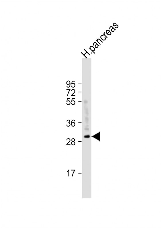 CELA2A Antibody