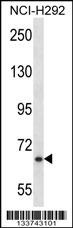 MYB Antibody