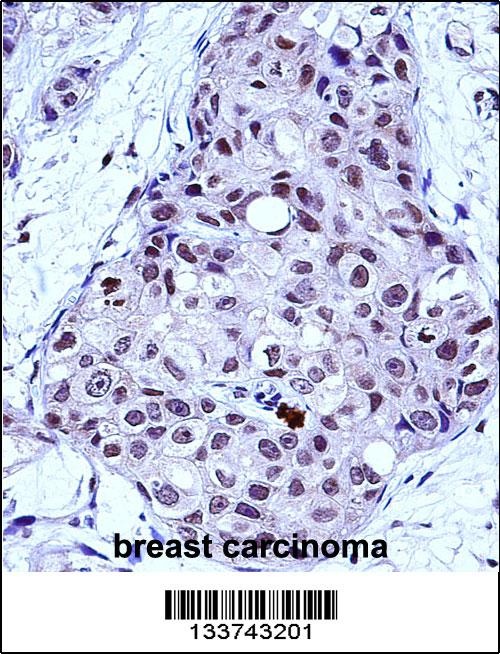 MYB Antibody