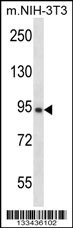 GRAMD1A Antibody