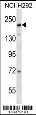 CD163L1 Antibody