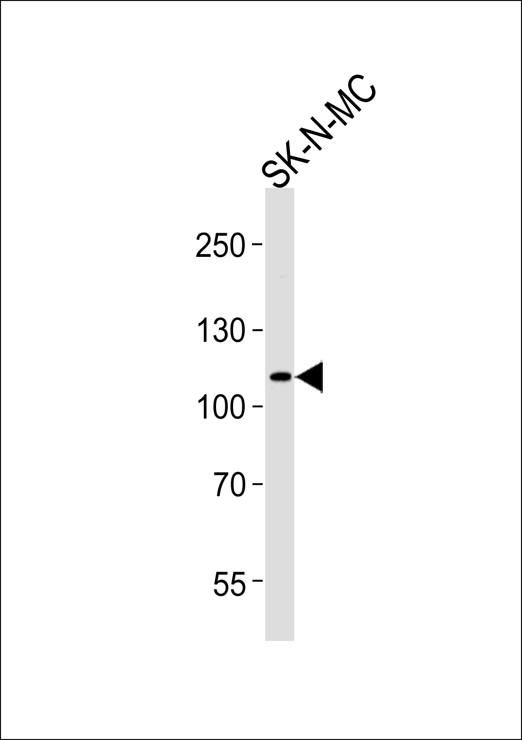 NOC3L Antibody
