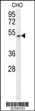 WBS16 Antibody