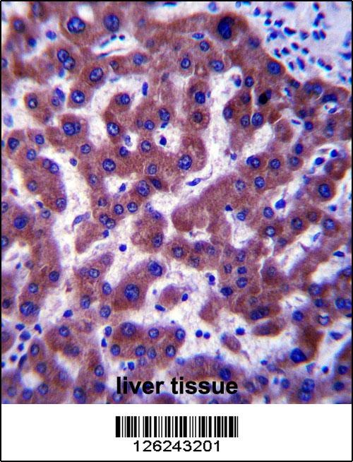 ERG25 Antibody