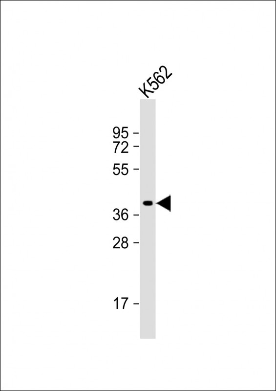 WNT8B Antibody
