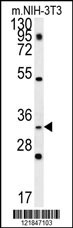 ENKUR Antibody