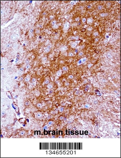 Mouse Ntrk2 Antibody
