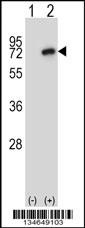 Mouse Nek8 Antibody