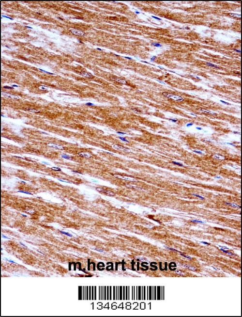 Mouse Nek6 Antibody