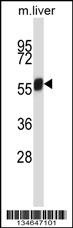 Nek3 Antibody