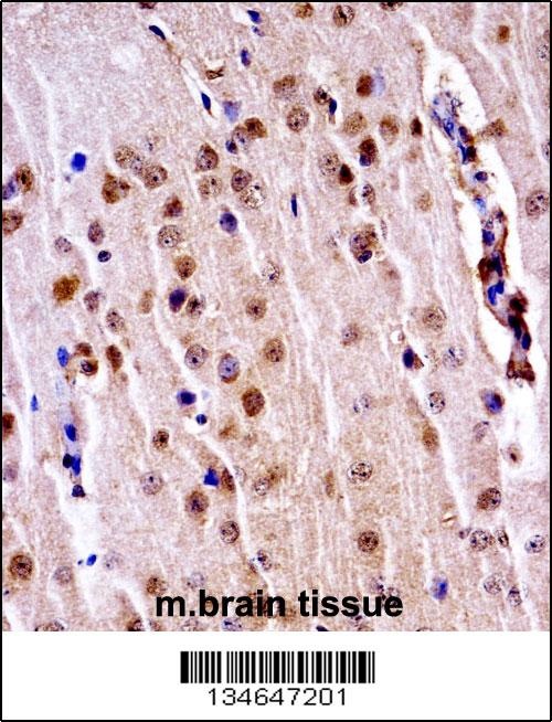 Mouse Nek3 Antibody