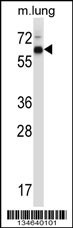 Mknk2 Antibody