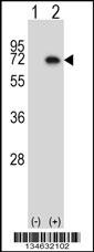 Mouse Map3k7 Antibody