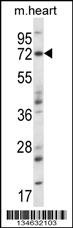 Mouse Map3k7 Antibody