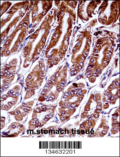 Mouse Map3k7 Antibody