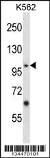 Epha4 Antibody