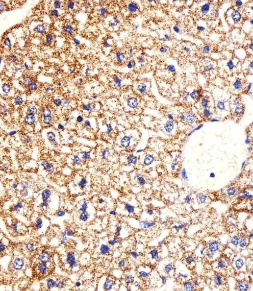 Mouse Csnk1g3 Antibody