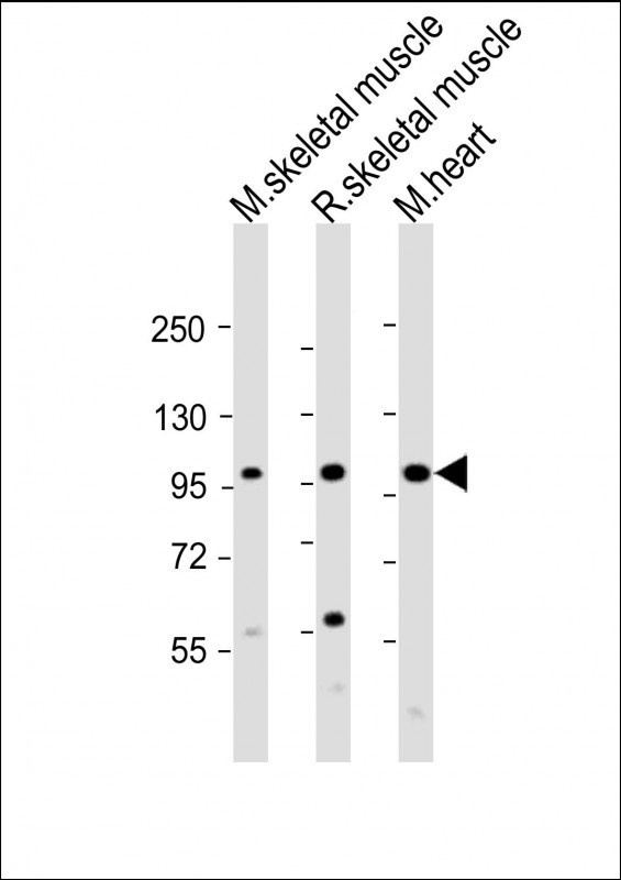 Csf1r Antibody