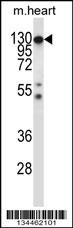 Csf1r Antibody