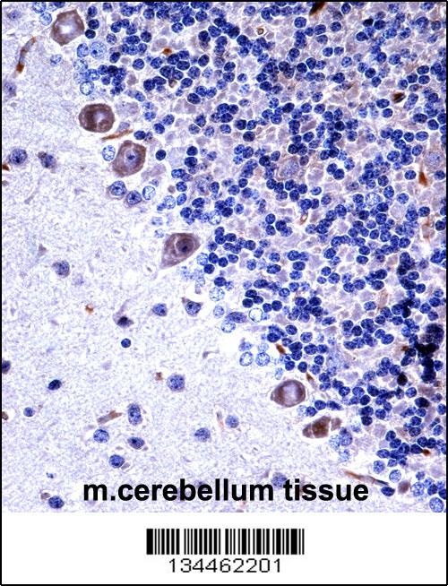 Csf1r Antibody