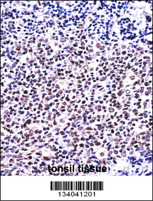 NFATC1 Antibody