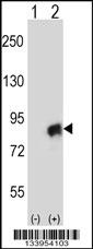 CUL4A Antibody