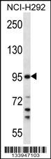 TMPRSS7 Antibody