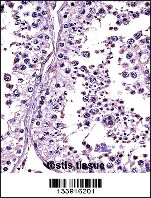 RLN1 Antibody