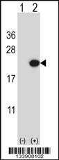 EDN2 Antibody