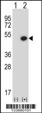 BMP7 Antibody
