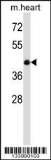 BMP7 Antibody