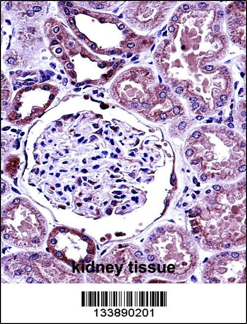 BMP7 Antibody