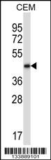 BMP2 Antibody