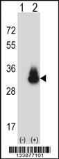 CEACAM3 Antibody