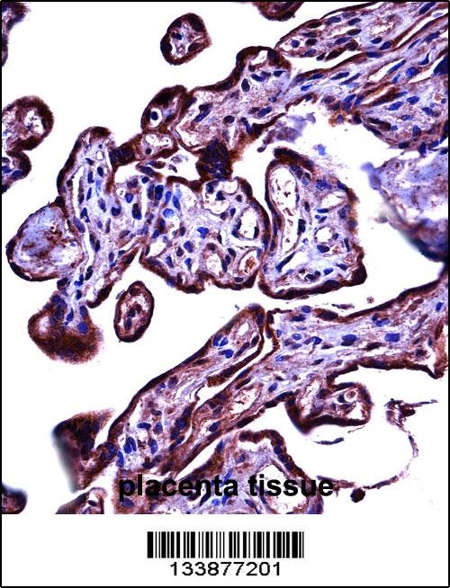 CEACAM3 Antibody