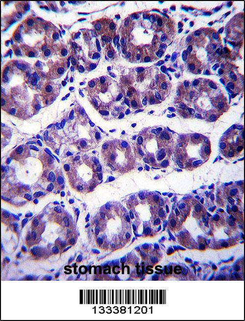 SLC41A2 Antibody