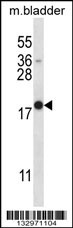 MYOG Antibody