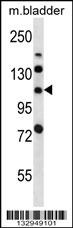 LRIG2 Antibody