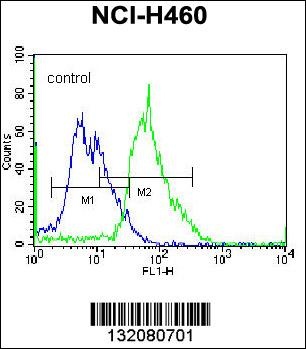 MGAT5 Antibody