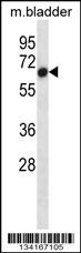 Mouse Acvr1 Antibody