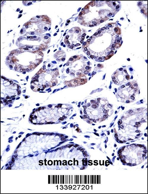 G3BP1 Antibody