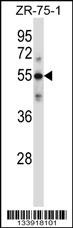 C9 Antibody