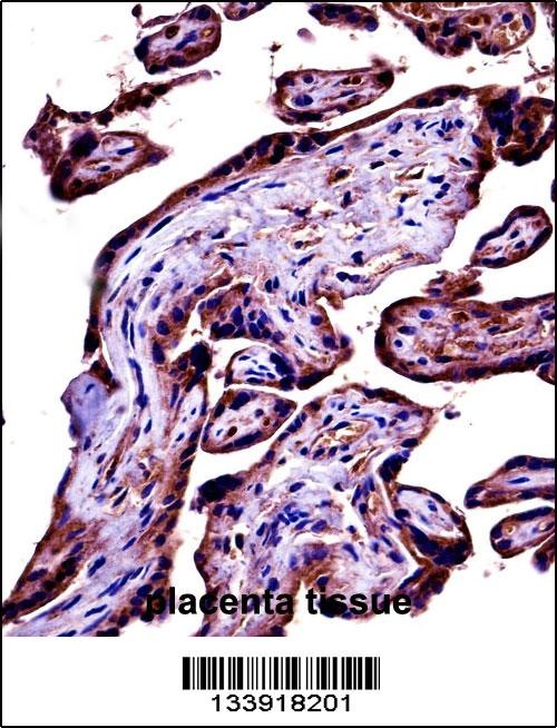 C9 Antibody