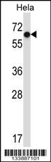 NR0B1 Antibody